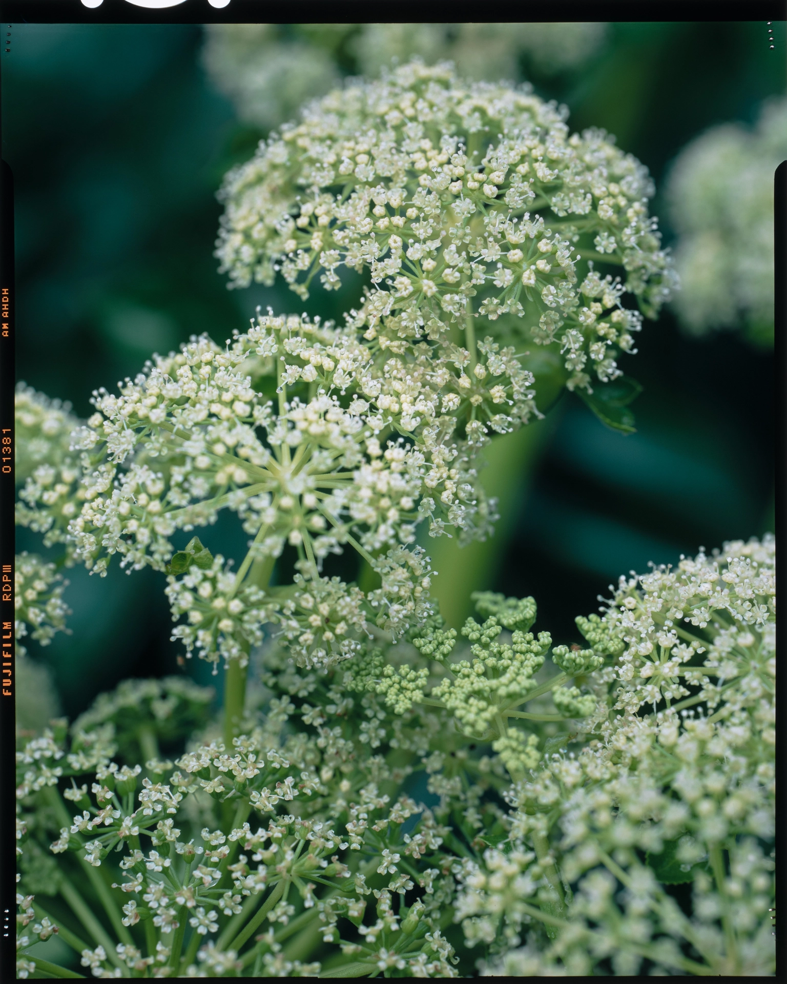 Angelica japonica